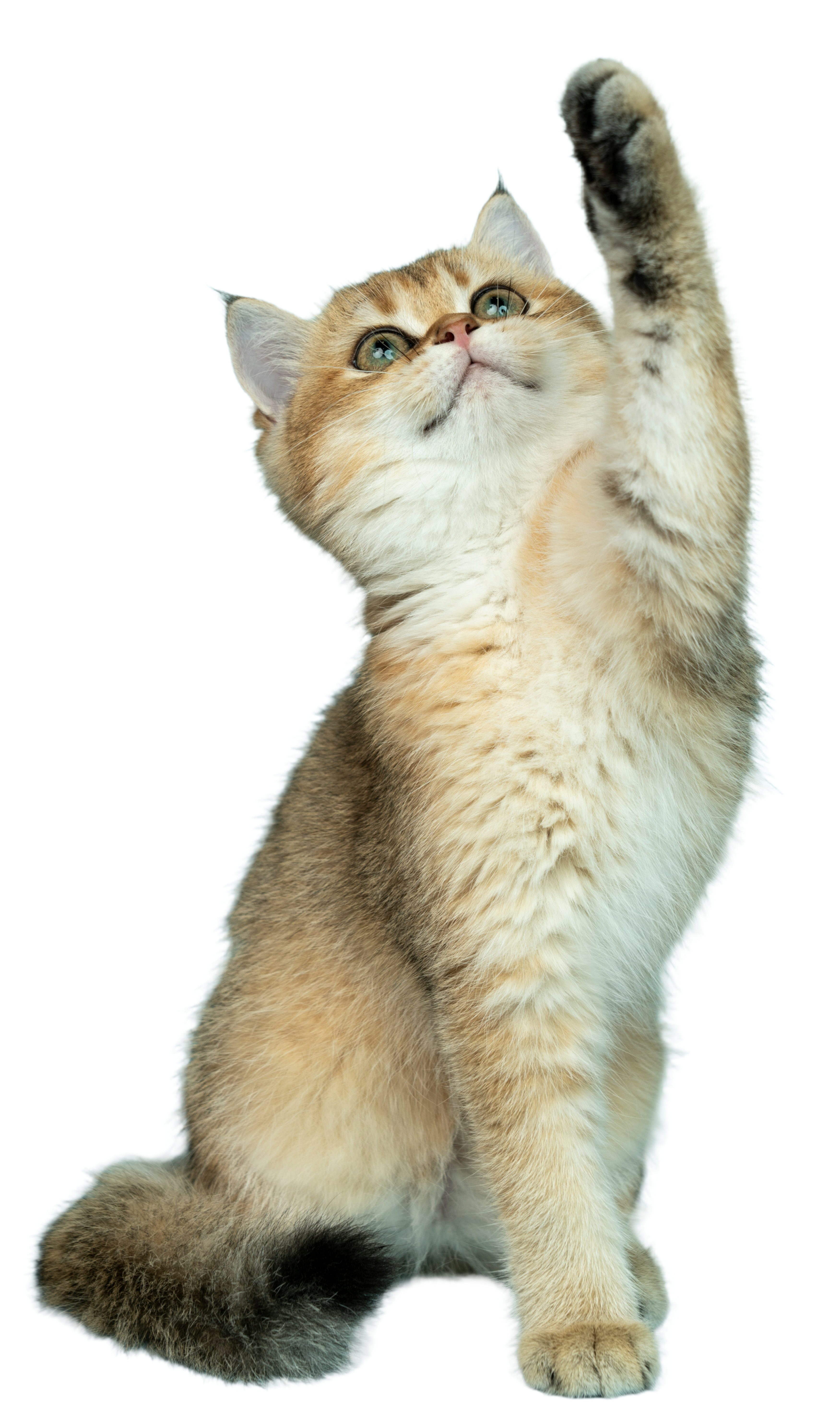 Chat Association Lou