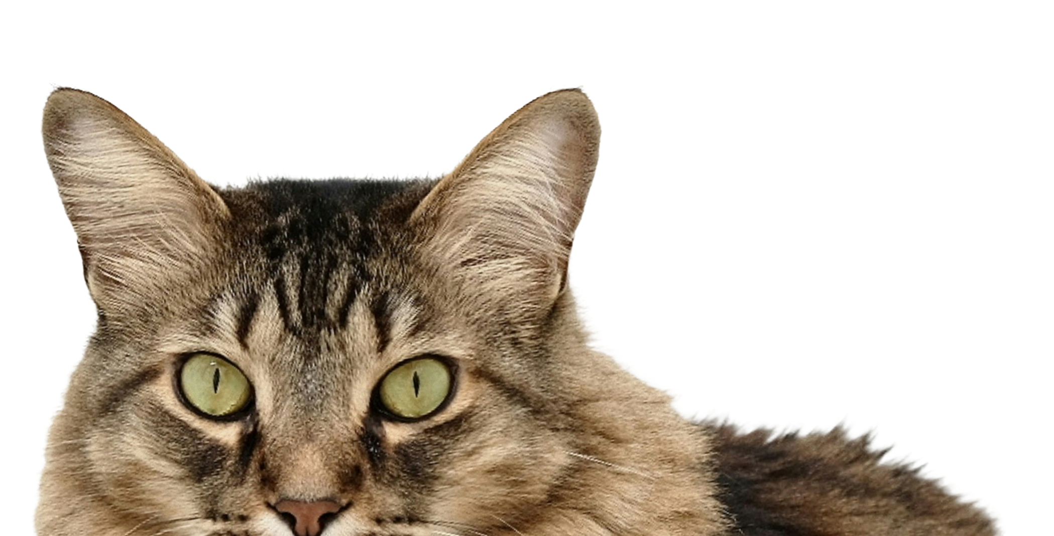 Chat Association Lou