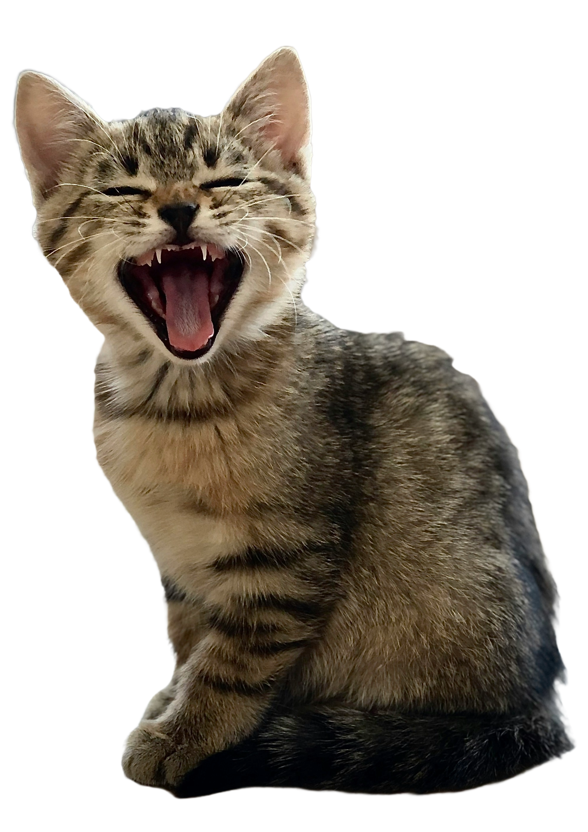 Chat Association Lou